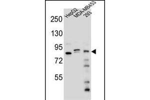 KI Antibody (Center) (ABIN654704 and ABIN2844396) western blot analysis in HepG2,MDA-M,293 cell line lysates (35 μg/lane). (KANSL3 anticorps  (AA 398-427))