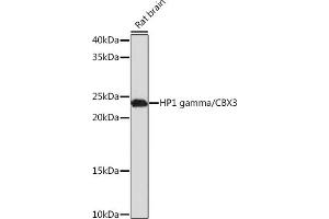 Western blot analysis of extracts of Rat brain, using HP1 gamma/CBX3 Rabbit mAb (ABIN1679484, ABIN3018775, ABIN3018776 and ABIN7101659) at 1:1000 dilution. (CBX3 anticorps)