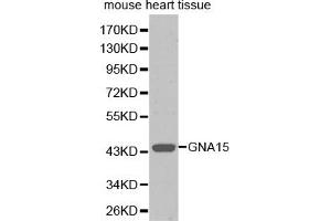 Western blot analysis of extracts of mouse heart, using GNA15 antibody (ABIN5971107). (GNA15 anticorps)