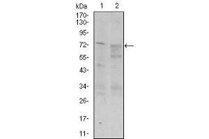 Western blot analysis using CD55 mouse mAb against Raji (1) and K562 (2) cell lysate.