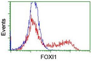 Image no. 2 for anti-Forkhead Box I1 (FOXI1) (AA 111-350) antibody (ABIN1490842) (FOXI1 anticorps  (AA 111-350))