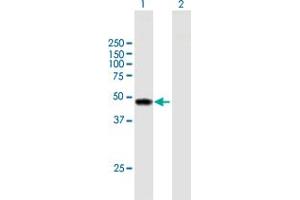 Western Blot analysis of TYW1 expression in transfected 293T cell line by TYW1 MaxPab polyclonal antibody. (TYW1 anticorps  (AA 1-384))