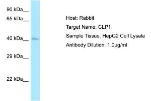 Host: RabbitTarget Name: CLP1Antibody Dilution: 1.