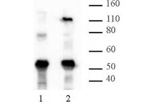 HIRA mAb (Clone WC119. (HIRA anticorps  (AA 421-729))