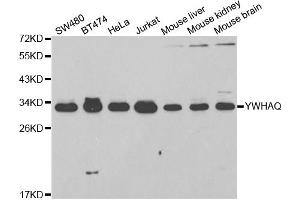 Western blot analysis of extracts of various cell lines, using YWHAQ antibody. (14-3-3 theta anticorps)