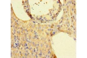 Immunohistochemistry of paraffin-embedded human testis tissue using ABIN7157130 at dilution of 1:100 (ISPD anticorps  (AA 1-264))