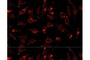 Immunofluorescence analysis of L929 cells using SCGB3A2 Polyclonal Antibody at dilution of 1:100.