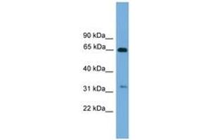 Image no. 1 for anti-UBX Domain Protein 10 (UBXN10) (AA 71-120) antibody (ABIN6745008) (UBXN10 anticorps  (AA 71-120))