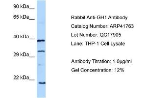 WB Suggested Anti-GH1 Antibody   Titration: 1. (Growth Hormone 1 anticorps  (C-Term))