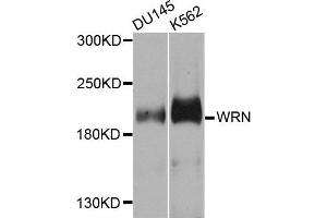 Western blot analysis of extracts of DU155 and K562 cells, using WRN antibody. (RECQL2 anticorps)