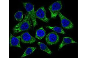 Immunofluorescence analysis of HepG2 cells using GUCY1A3 mouse mAb (green). (GUCY1A1 anticorps  (AA 22-214))