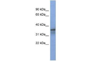 WB Suggested Anti-RBM9 Antibody Titration:  0. (RBM9 anticorps  (Middle Region))