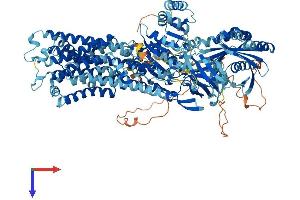AlphaFold protein structure predicition of Human Recombinant ATP11B Protein, UniprotID Q9Y2G3