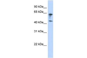 WB Suggested Anti-IGSF11 Antibody Titration:  0. (IGSF11 anticorps  (Middle Region))