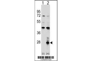 Western blot analysis of AZU1 using rabbit polyclonal AZU1 Antibody using 293 cell lysates (2 ug/lane) either nontransfected (Lane 1) or transiently transfected (Lane 2) with the AZU1 gene.