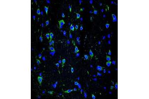 Confocal immunofluorescent analysis of INA Antibody (ABIN1539795 and ABIN2843772) with brain tissue followed by Alexa Fluor® 488-conjugated goat anti-mouse lgG (green).