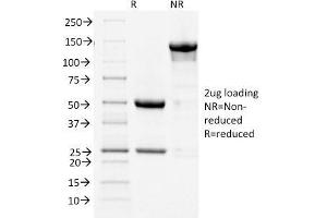 SDS-PAGE Analysis Purified COX-2 Mouse Monoclonal Antibody (COX2/1941). (PTGS2 anticorps  (AA 442-572))