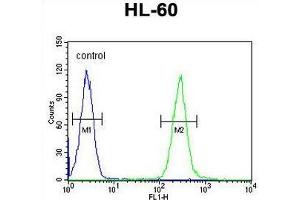 TCL6 Antibody (C-term) flow cytometric analysis of HL-60 cells (right histogram) compared to a negative control cell (left histogram). (TCL6 anticorps  (C-Term))