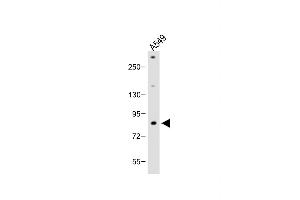 Anti-FBXL19 Antibody (C-term) at 1:2000 dilution + A549 whole cell lysate Lysates/proteins at 20 μg per lane. (FBXL19 anticorps  (C-Term))