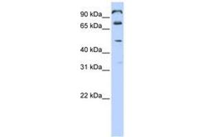 Image no. 1 for anti-Chromosome 10 Open Reading Frame 38 (C10ORF38) (AA 468-517) antibody (ABIN6740889) (FAM171A1 anticorps  (AA 468-517))