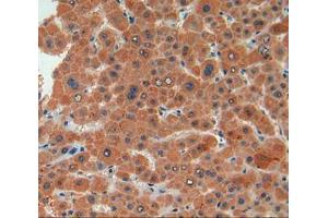IHC-P analysis of liver tissue, with DAB staining. (Biglycan anticorps  (AA 48-158))