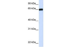 Western Blotting (WB) image for anti-Leucine Rich Repeat Containing 4C (LRRC4C) antibody (ABIN2459308) (LRRC4C anticorps)