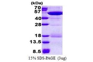 SDS-PAGE (SDS) image for NCK Adaptor Protein 2 (NCK2) (AA 1-380) protein (His tag) (ABIN5853122) (NCK2 Protein (AA 1-380) (His tag))