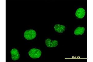 Immunofluorescence of purified MaxPab antibody to CBX5 on HeLa cell. (CBX5 anticorps  (AA 1-191))