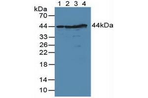 Figure. (DFFA anticorps  (AA 51-305))