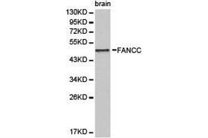 Western Blotting (WB) image for anti-Fanconi Anemia, Complementation Group C (FANCC) antibody (ABIN1872653) (FANCC anticorps)