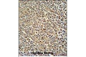 Z antibody (N-term) (ABIN654759 and ABIN2844443) immunohistochemistry analysis in formalin fixed and paraffin embedded human spleen tissue followed by peroxidase conjugation of the secondary antibody and DAB staining. (ZNF180 anticorps  (N-Term))