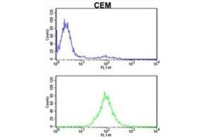 Flow Cytometry (FACS) image for anti-Karyopherin (Importin) beta 1 (KPNB1) antibody (ABIN3002817) (KPNB1 anticorps)