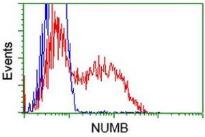 Flow Cytometry (FACS) image for anti-Numb Homolog (NUMB) antibody (ABIN1499877) (NUMB anticorps)
