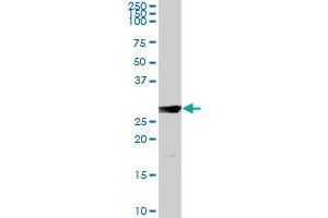 IL7 MaxPab rabbit polyclonal antibody.