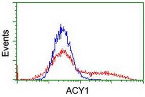 HEK293T cells transfected with either RC201284 overexpress plasmid (Red) or empty vector control plasmid (Blue) were immunostained by anti-ACY1 antibody (ABIN2454818), and then analyzed by flow cytometry. (Aminoacylase 1 anticorps)