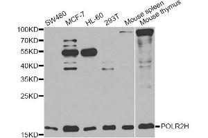 Western blot analysis of extracts of various cell lines, using POLR2H antibody (ABIN6292020) at 1:1000 dilution. (POLR2H anticorps)