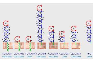 Domain organization of the human CEACAM family. (CEACAM 1,5,6,8 anticorps)