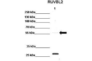 WB Suggested Anti-RUVBL2 Antibody    Positive Control:  Lane 1: 30ug K562 lysate   Primary Antibody Dilution :   1:200  Secondary Antibody :  Anti-rabbit-HRP   Secondry Antibody Dilution :   1:1000  Submitted by:  Sustackova Gabriela RUVBL2 is supported by BioGPS gene expression data to be expressed in K562