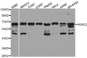 Western blot analysis of extracts of various cell lines, using HDAC2 antibody. (HDAC2 anticorps  (C-Term))