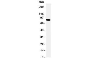 Western blot testing of TRPV2 antibody and HeLa cell lysate.