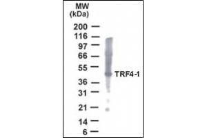 Image no. 1 for anti-PAP Associated Domain Containing 7 (PAPD7) (AA 447-462) antibody (ABIN372376) (PAP Associated Domain Containing 7 (PAPD7) (AA 447-462) anticorps)