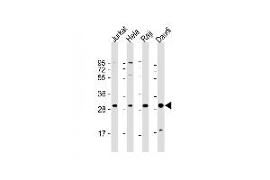 All lanes : Anti-ANP32A Antibody (Center) at 1:2000 dilution Lane 1: Jurkat whole cell lysate Lane 2: Hela whole cell lysate Lane 3: Raji whole cell lysate Lane 4: Daudi whole cell lysate Lysates/proteins at 20 μg per lane.