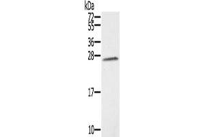 Western Blotting (WB) image for anti-Synovial Sarcoma, X Breakpoint 1 (SSX1) antibody (ABIN2430869) (SSX1 anticorps)