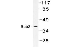 Western blot (WB) analysis of Bub3 antibody in extracts from HeLa cells. (BUB3 anticorps)