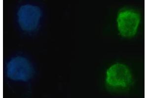 IF analysis of hnRNP U/p120/HNRNPU using anti-hnRNP U/p120/HNRNPU antibody (ABIN7600979).
