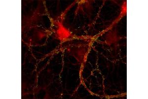 Indirect immunostaining of rat hippocampus neurons with anti-Mint 1 (dilution 1 : 200; red) and anti-synapsin (; dilution 1 : 500, green).