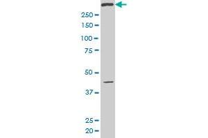 SMG1 monoclonal antibody (M02), clone 1A8 Western Blot analysis of SMG1 expression in Hela S3 NE .