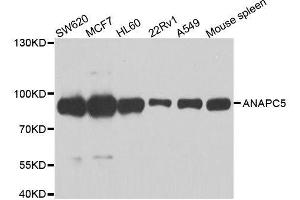 Western blot analysis of extracts of various cell lines, using ANAPC5 antibody. (ANAPC5 anticorps  (AA 1-250))