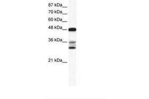 Image no. 1 for anti-Tumor Necrosis Factor (Ligand) Superfamily, Member 10 (TNFSF10) (AA 56-105) antibody (ABIN6736007)