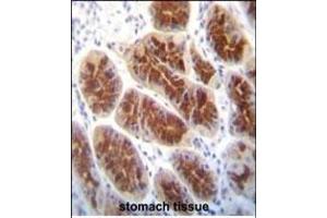 CLDN2 Antibody (C-term ) (ABIN656564 and ABIN2845824) immunohistochemistry analysis in formalin fixed and paraffin embedded human stomach tissue followed by peroxidase conjugation of the secondary antibody and DAB staining.